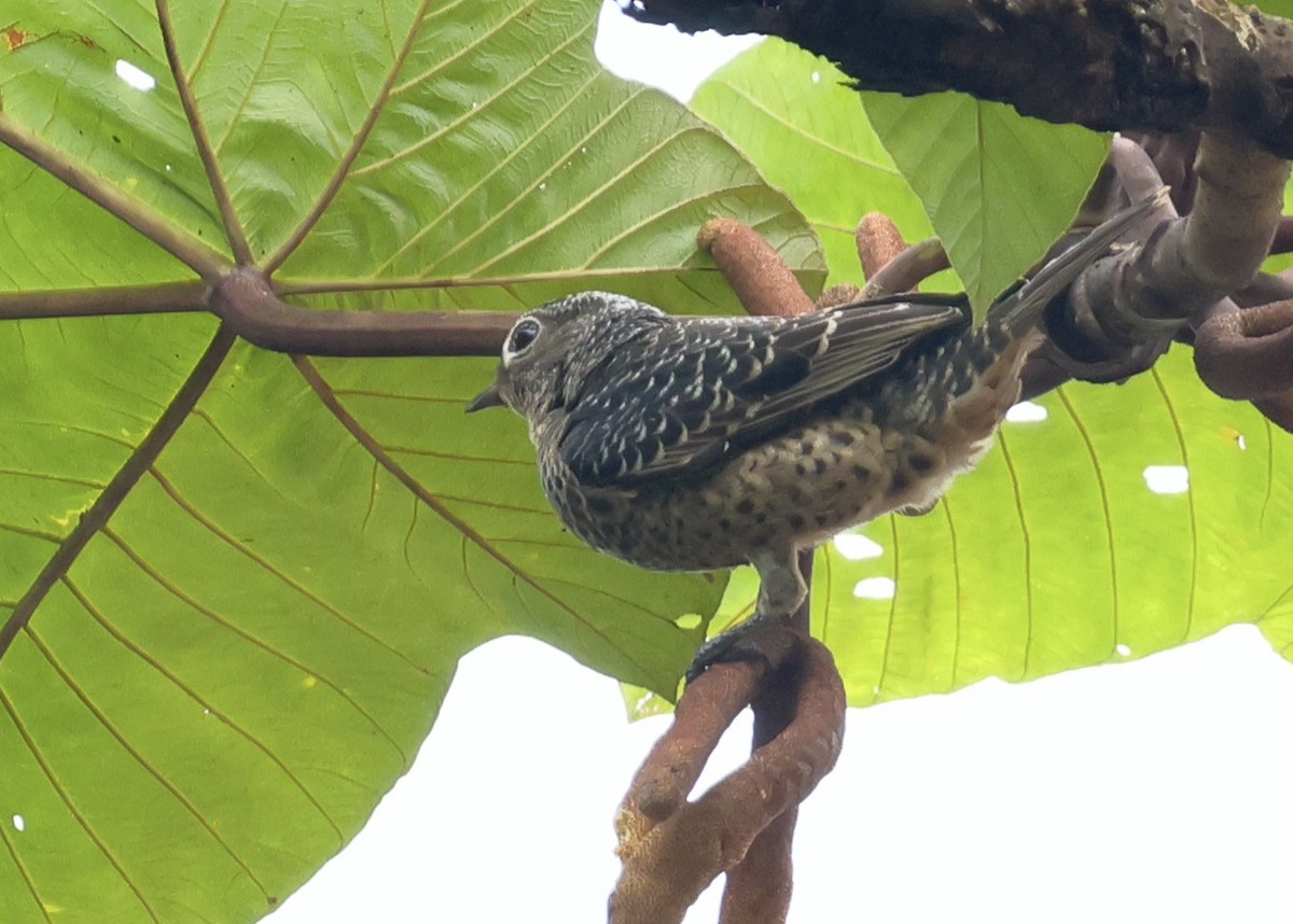 Blue Cotinga - ML644148793