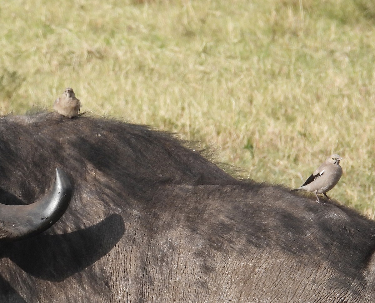 トサカムクドリ - ML644148800