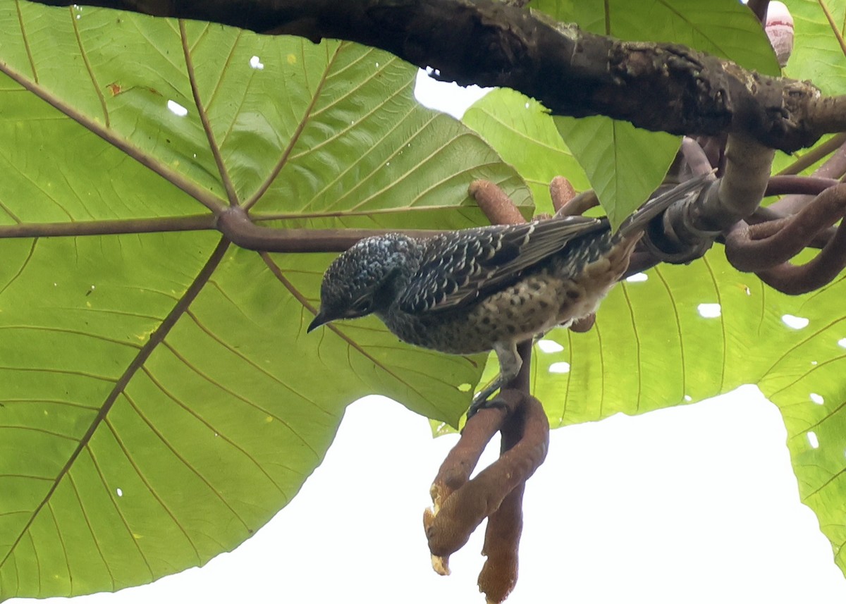 Blue Cotinga - ML644148803