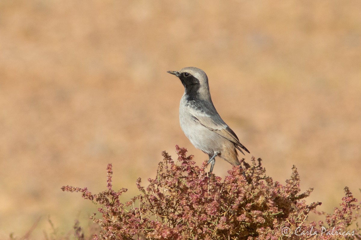 Red-rumped Wheatear - ML644148804