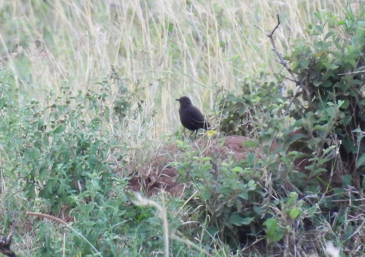 Northern Anteater-Chat - ML644148806