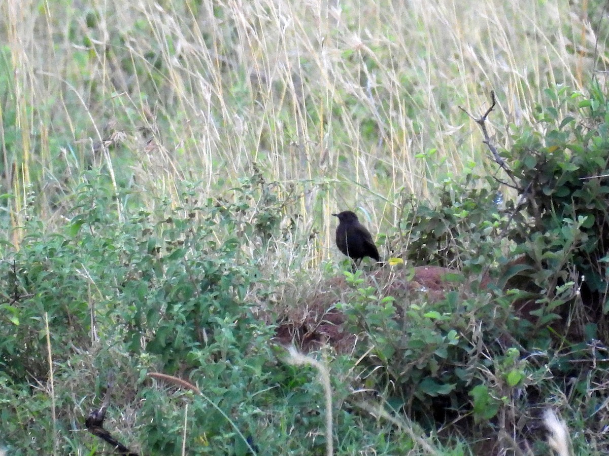 Northern Anteater-Chat - ML644148807