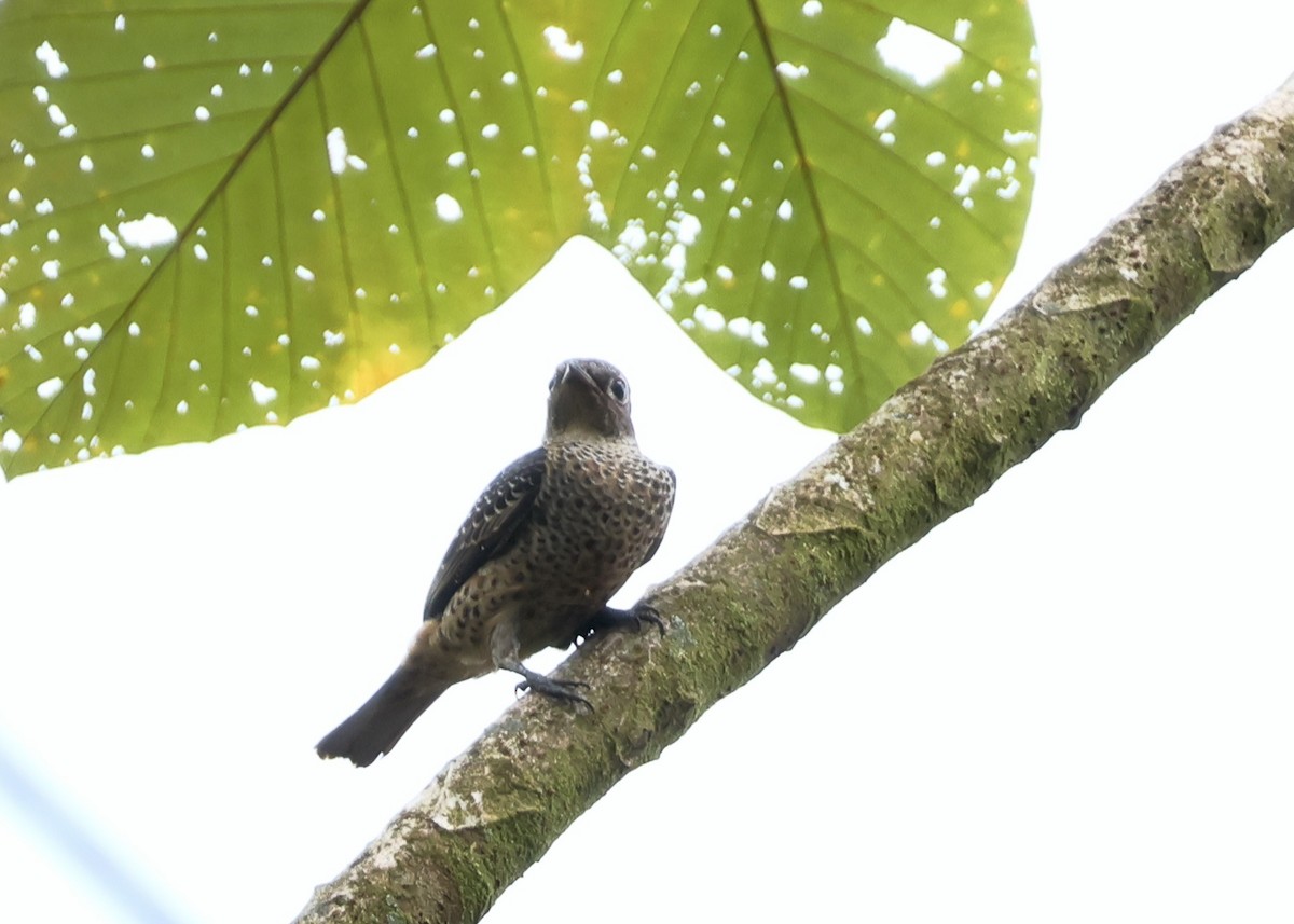 Blue Cotinga - ML644148808