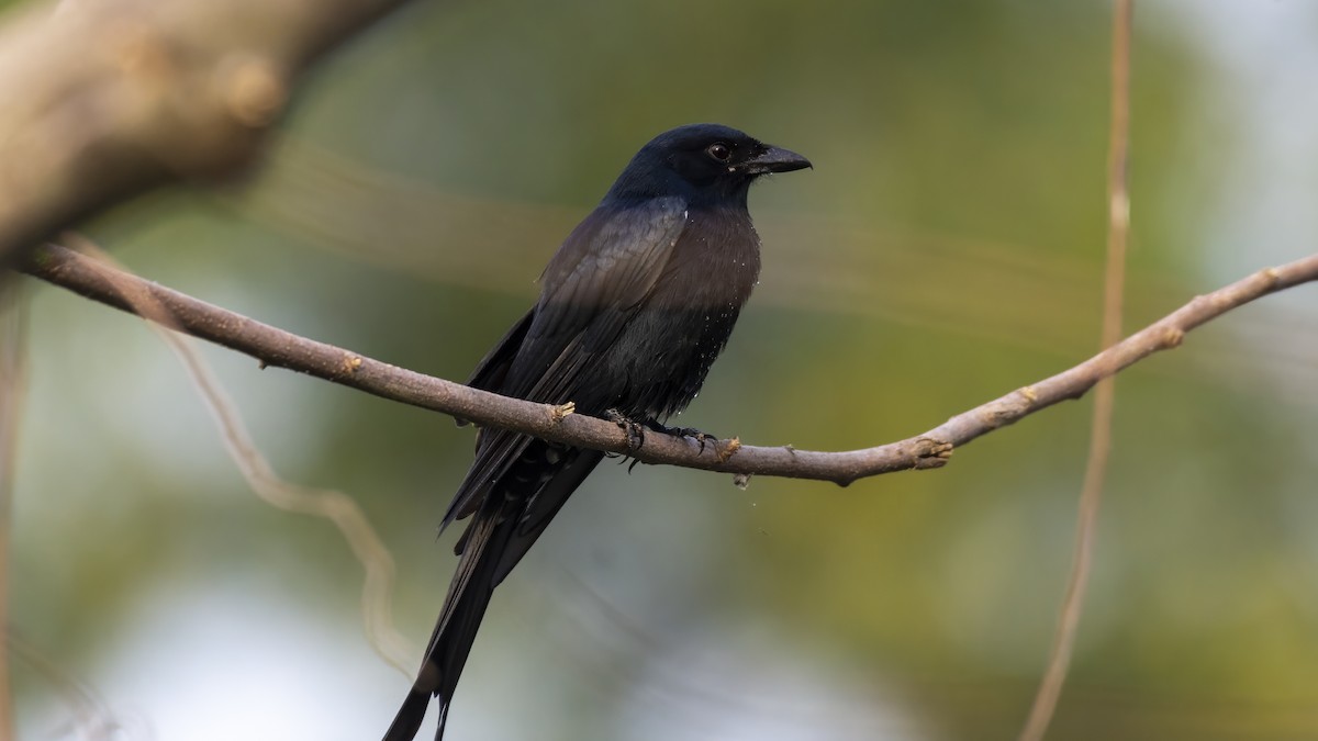 Königsdrongo - ML644148811