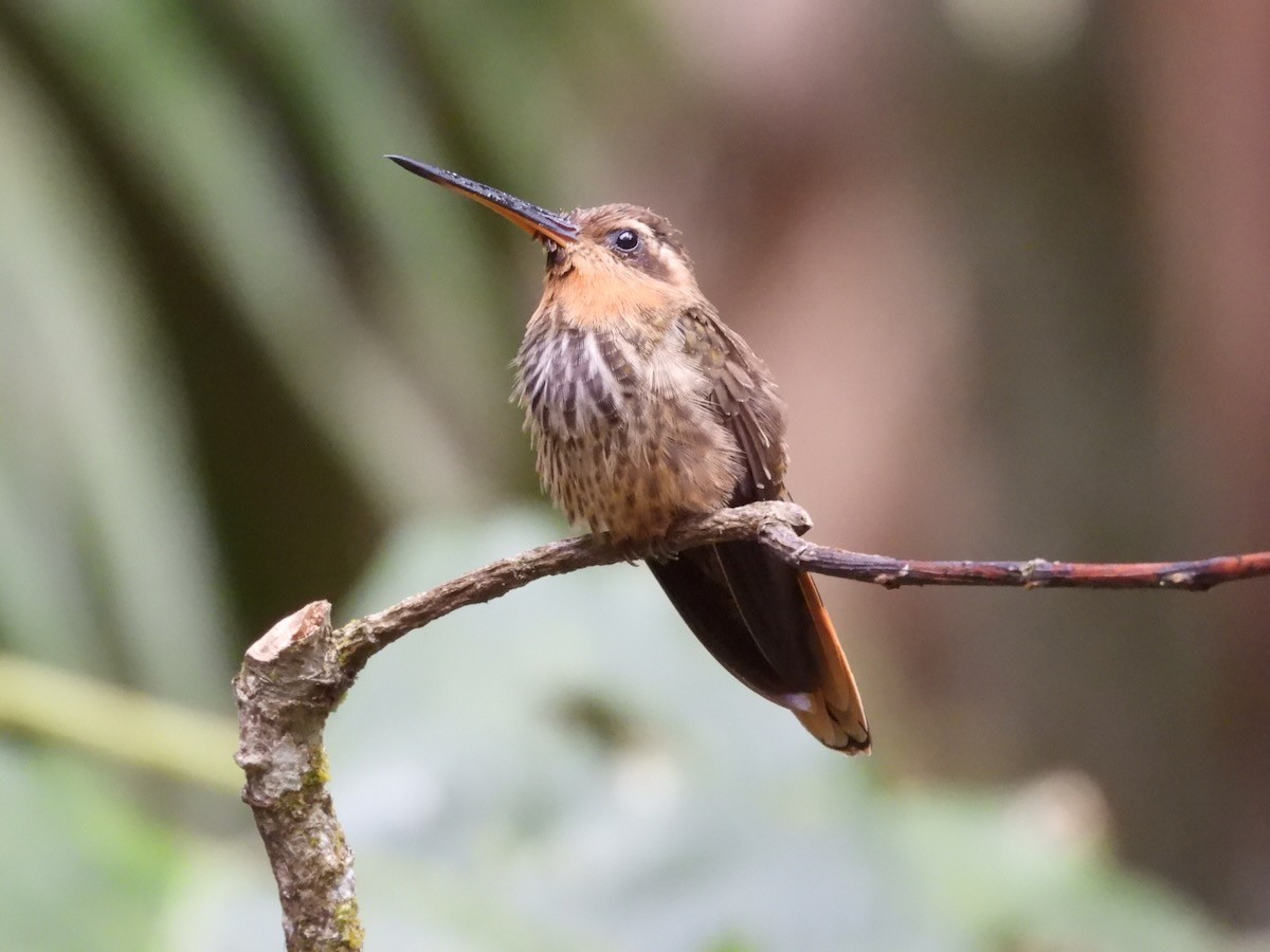 Saw-billed Hermit - ML644148813