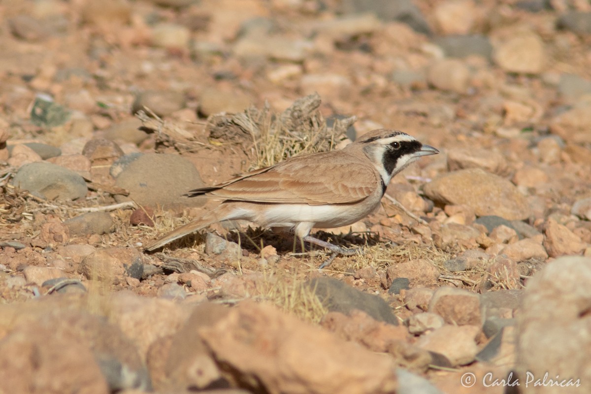 Temminck's Lark - ML644148829
