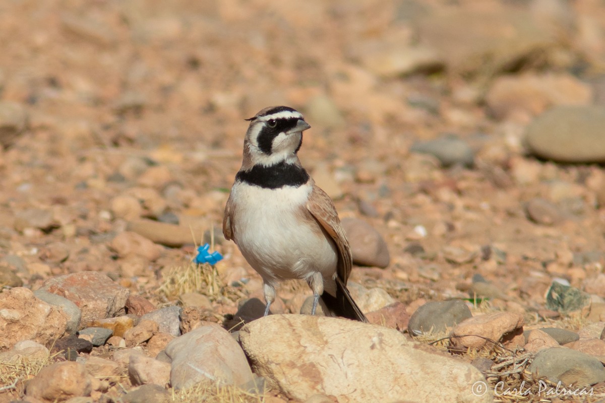 Temminck's Lark - ML644148830