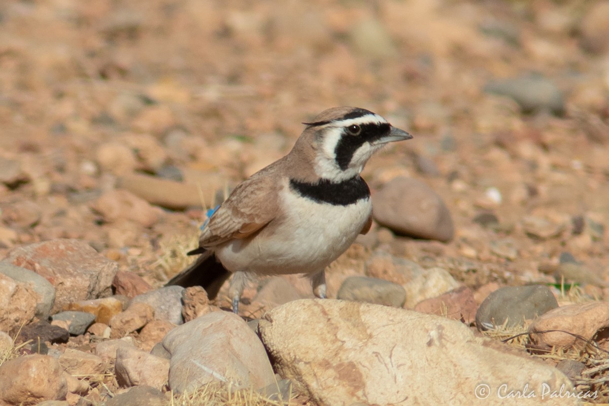 Temminck's Lark - ML644148831