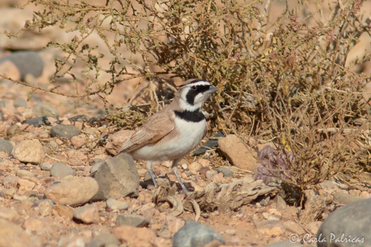 Temminck's Lark - ML644148832