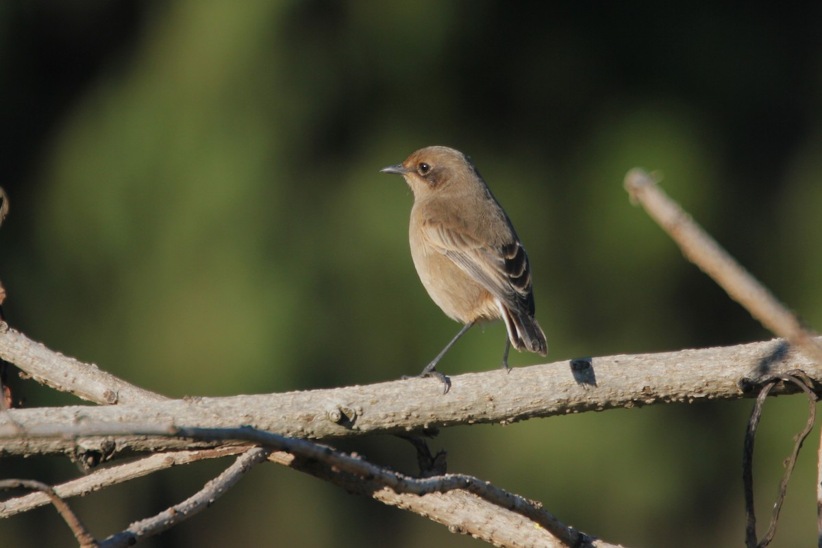 Moorland Chat - ML644148835