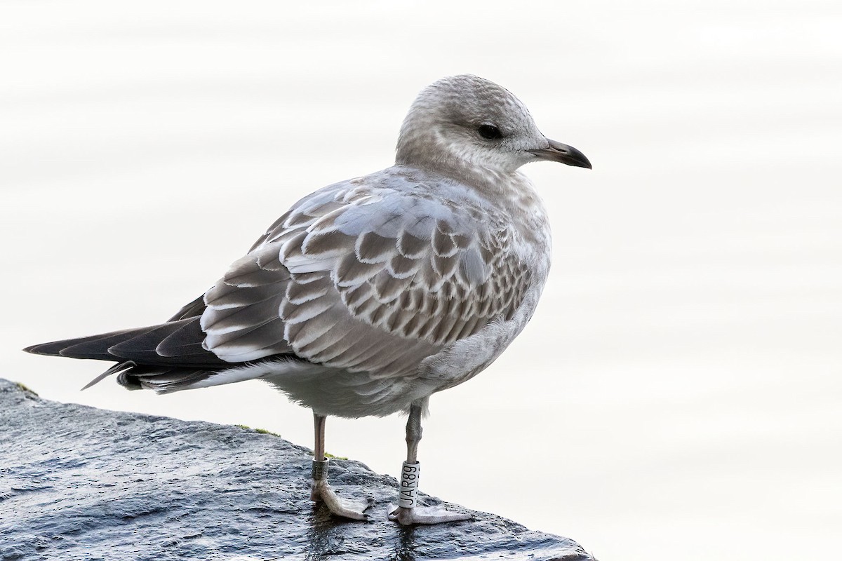 Common Gull - ML644148852