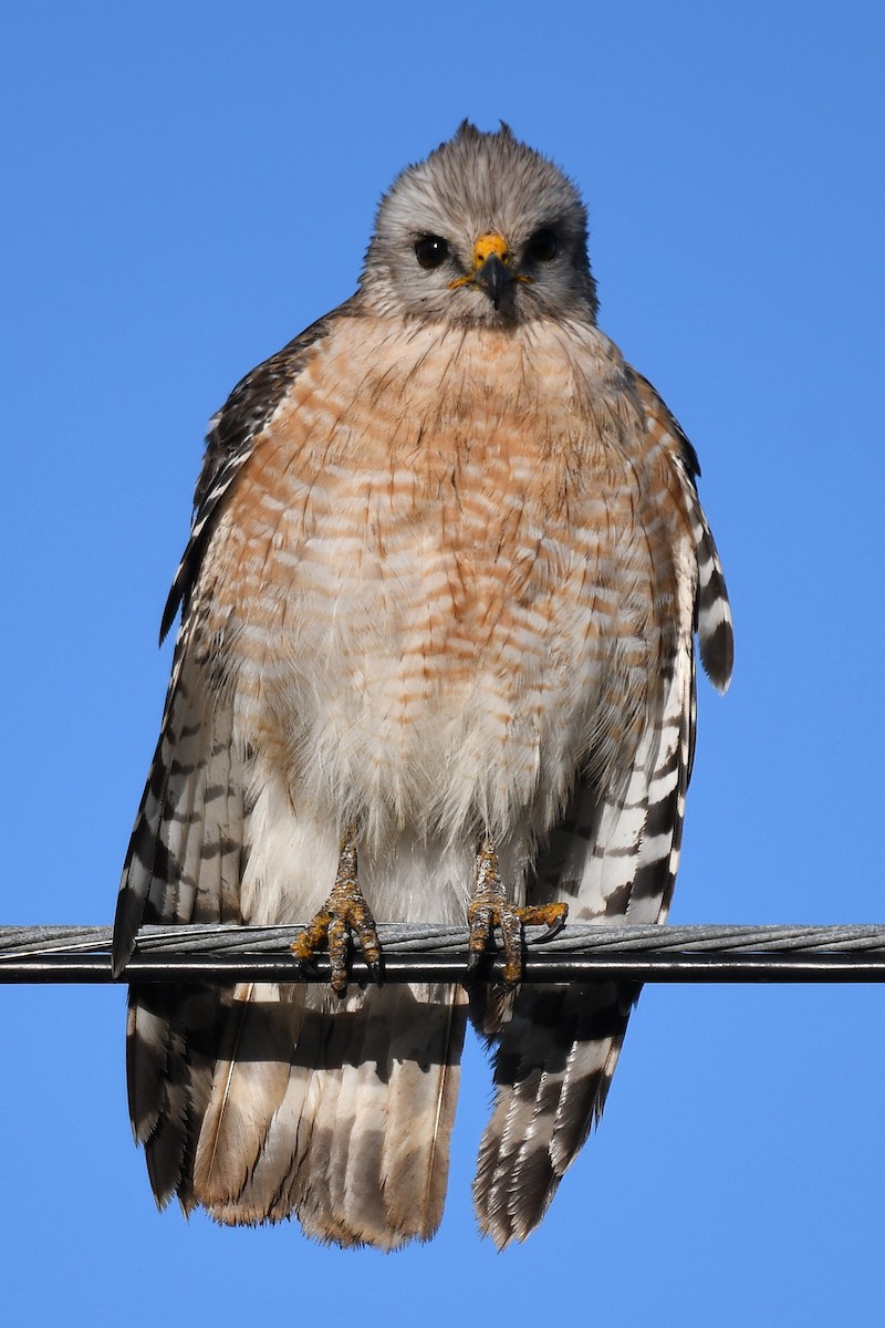 Канюк рудоплечий (підвид extimus) - ML644148876