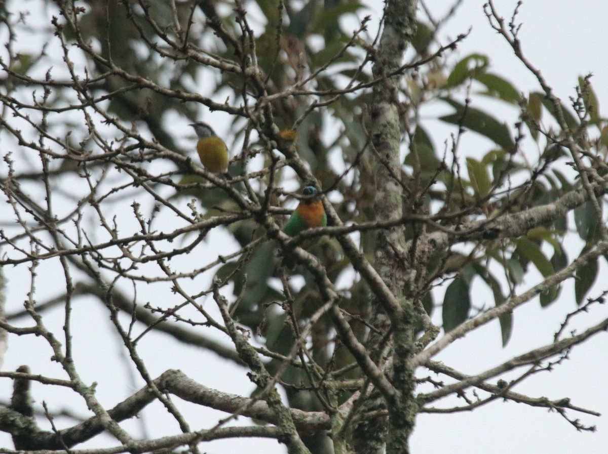 Tangara de Desmarest - ML644148888