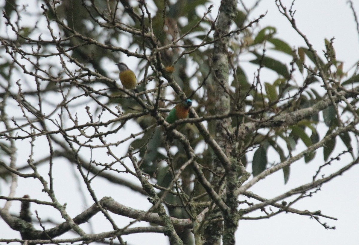 Tangara de Desmarest - ML644148889