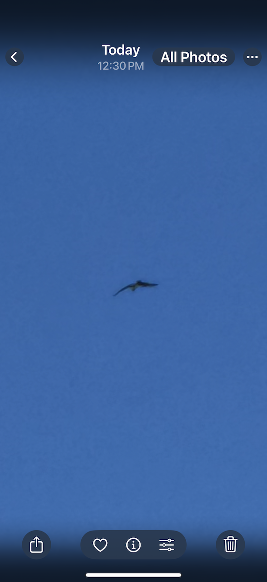 Загасч явлаг - ML644148891