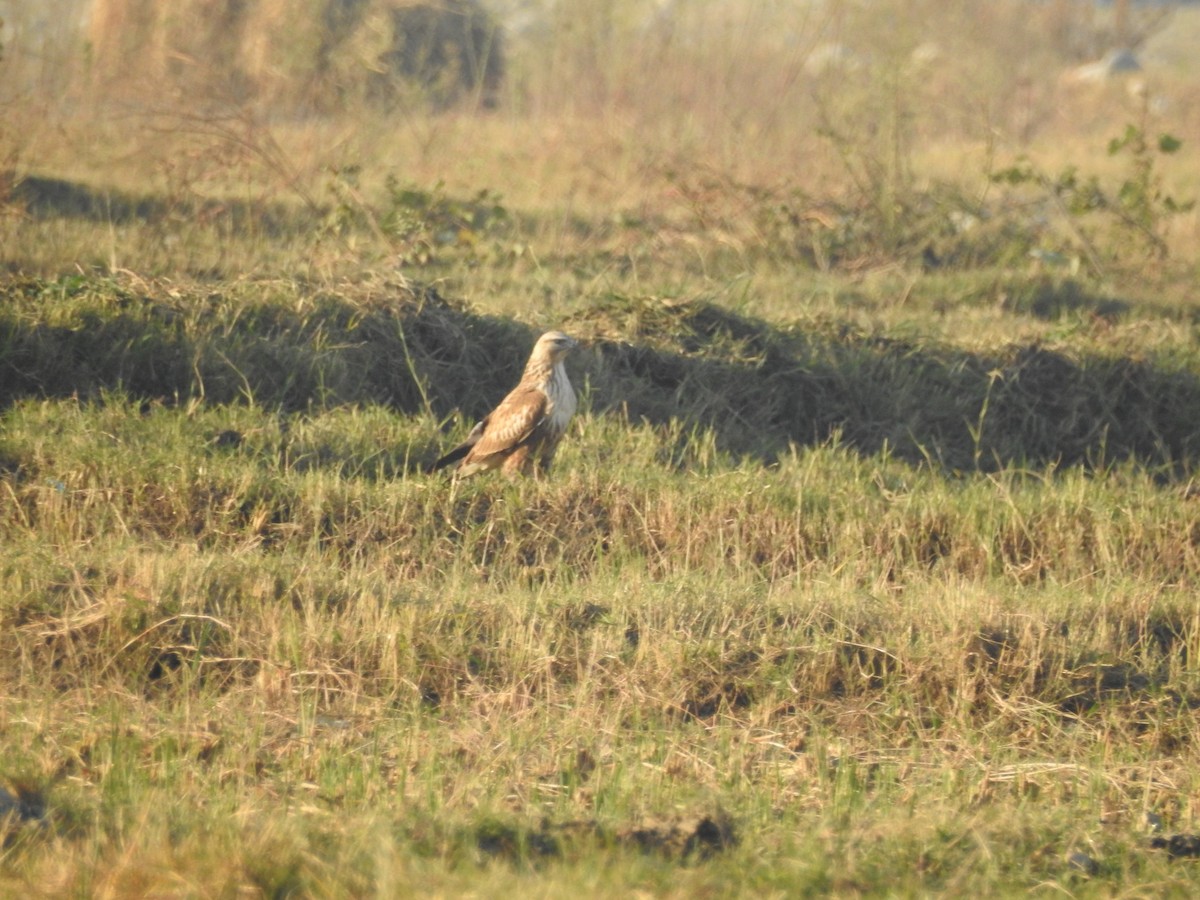 ニシオオノスリ - ML644148945