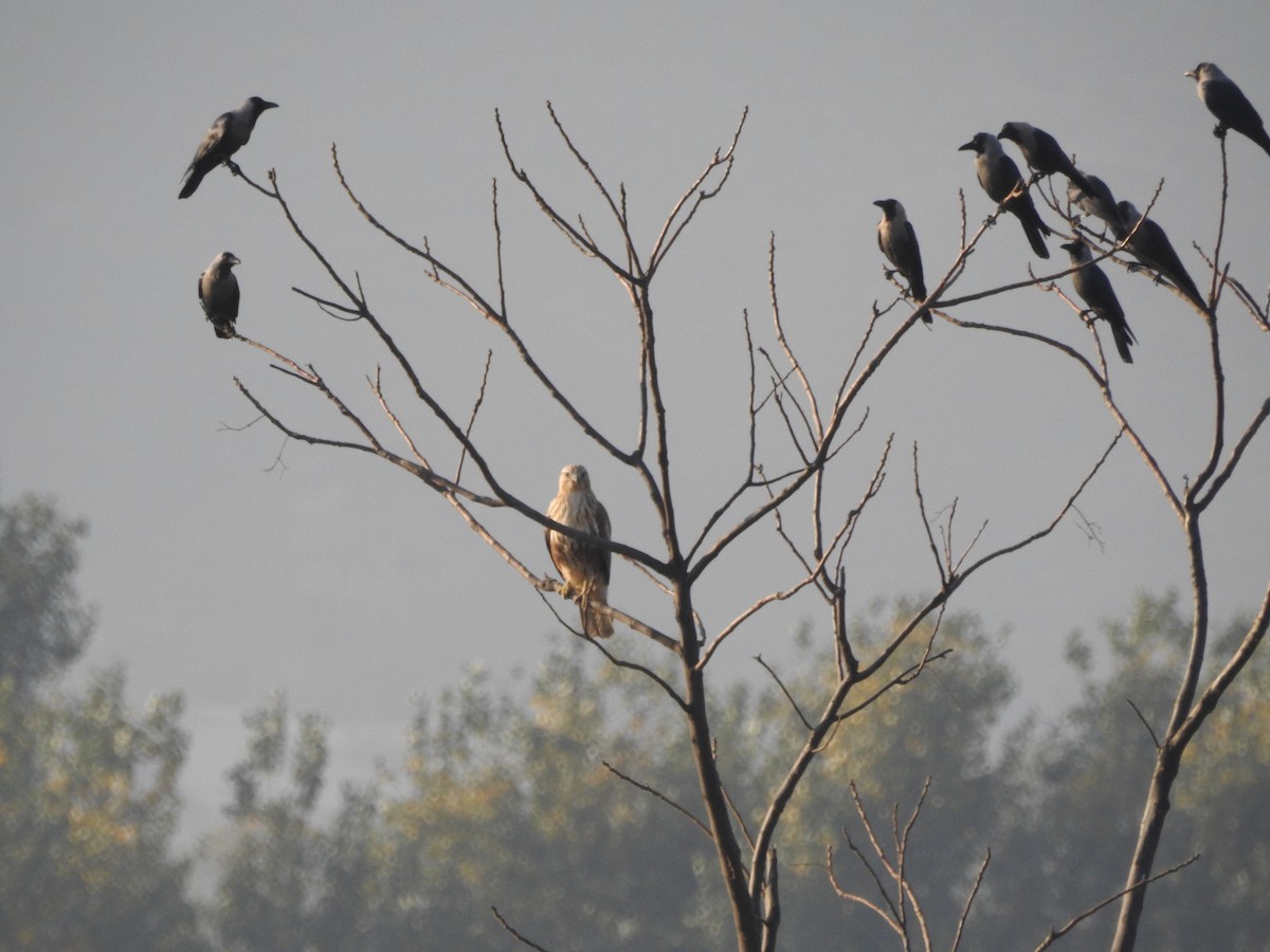 ニシオオノスリ - ML644148947