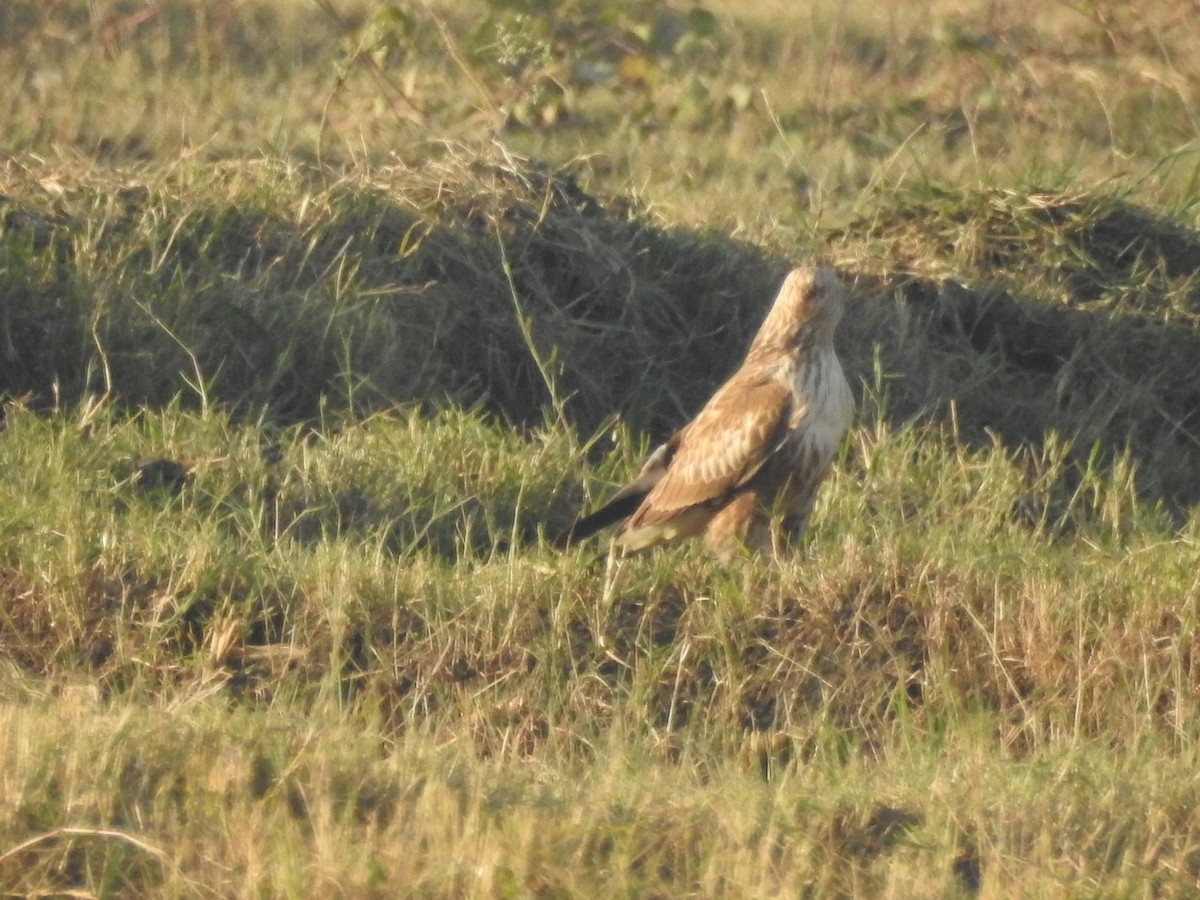 ニシオオノスリ - ML644148948