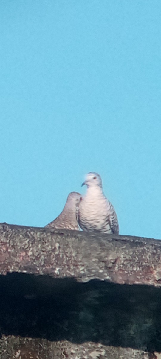 Scaled Dove - ML644148954