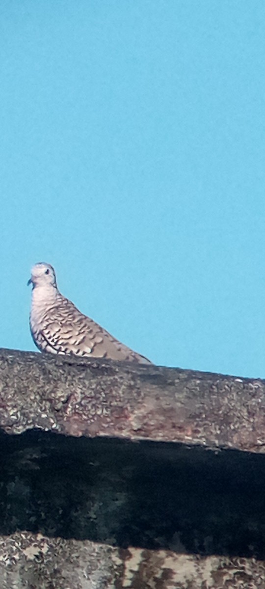 Scaled Dove - ML644148955