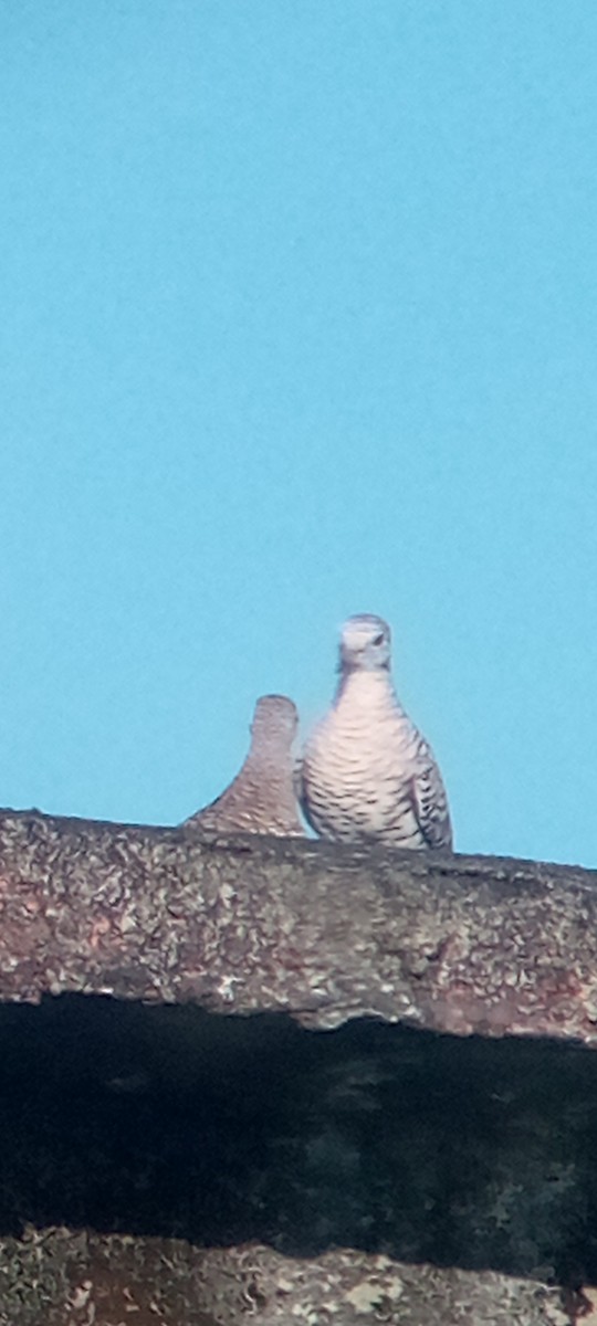 Scaled Dove - ML644148956