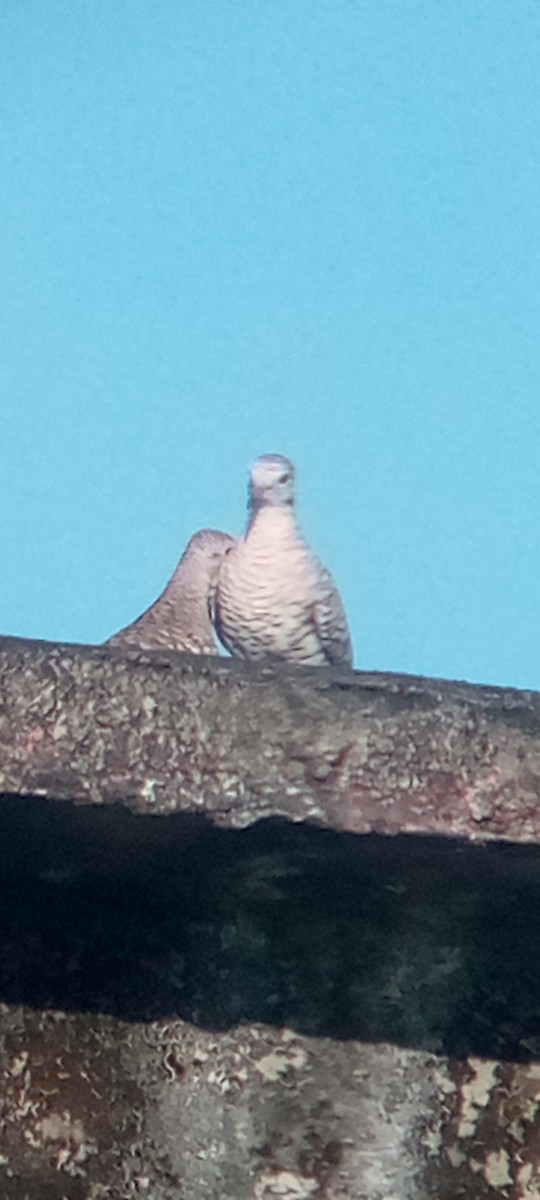 Scaled Dove - ML644148957