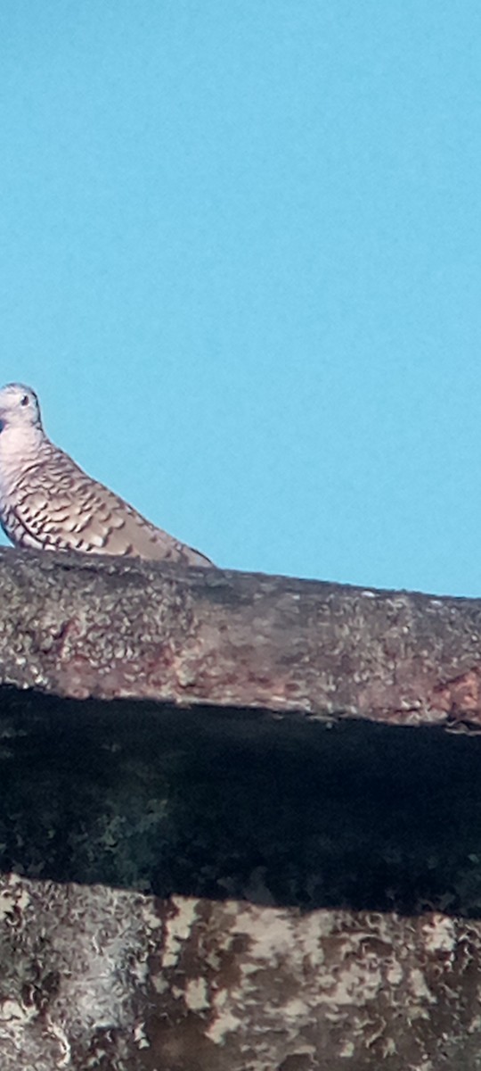 Scaled Dove - ML644148958