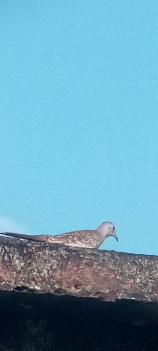 Scaled Dove - ML644148959