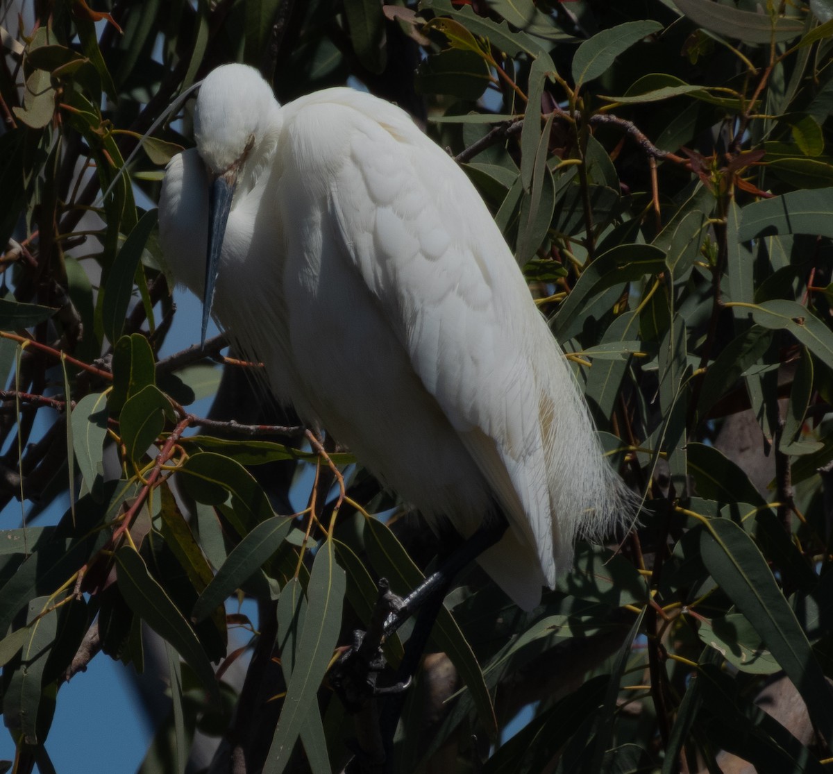 小白鷺(immaculata) - ML644148978