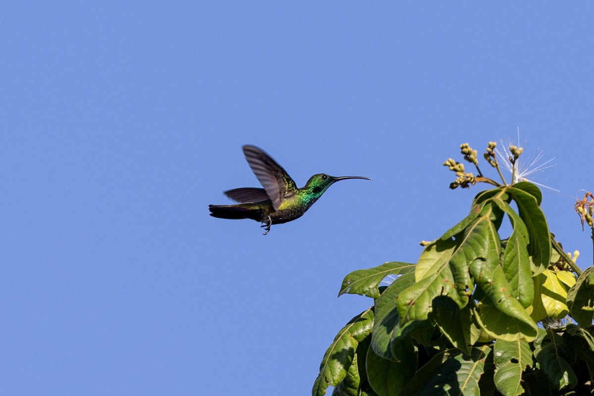 grønnstrupemango - ML644149023