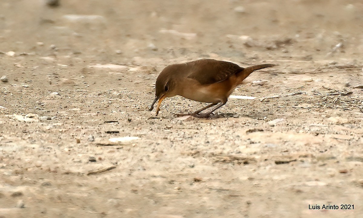 Southern House Wren - ML644149036