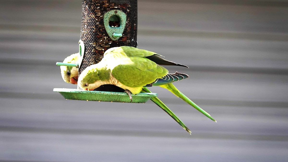 Monk Parakeet - ML644149037