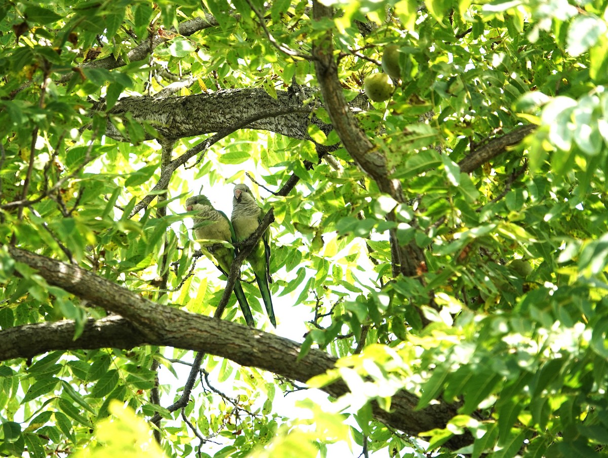 Monk Parakeet - ML644149038