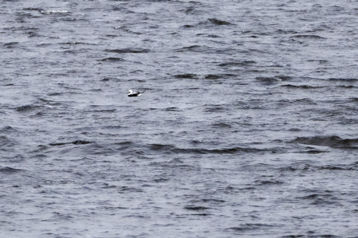 Мөнгөлөг шунгаахай - ML644149062