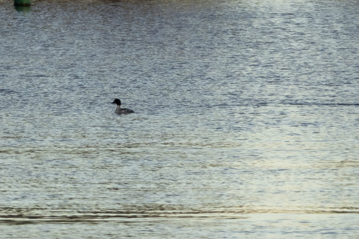 Алаг шунгаач - ML644149072