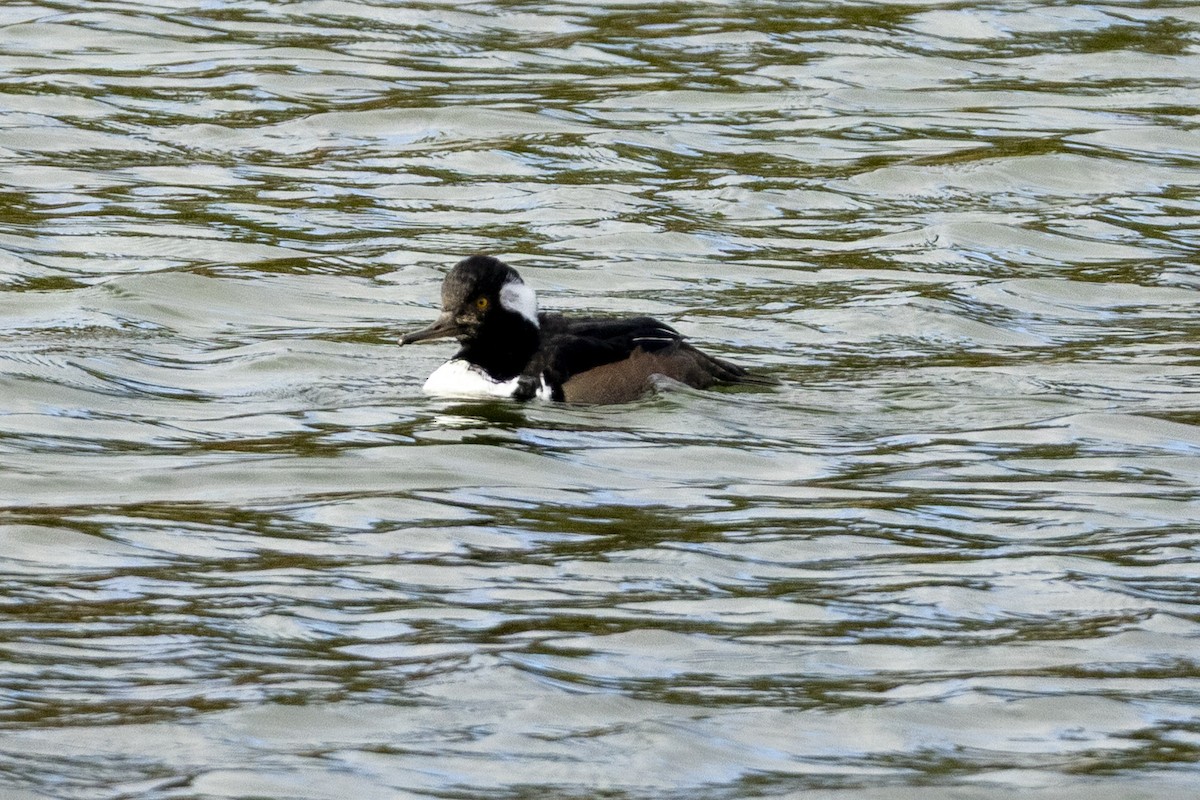 Hooded Merganser - ML644149085