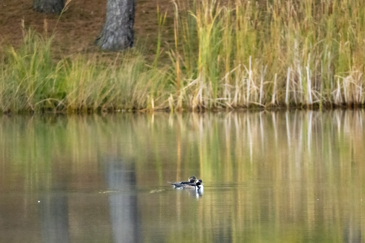 Hooded Merganser - ML644149086