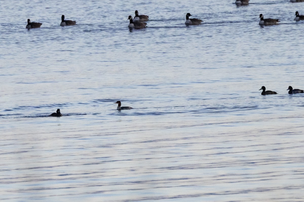 Хумхин бохио - ML644149091