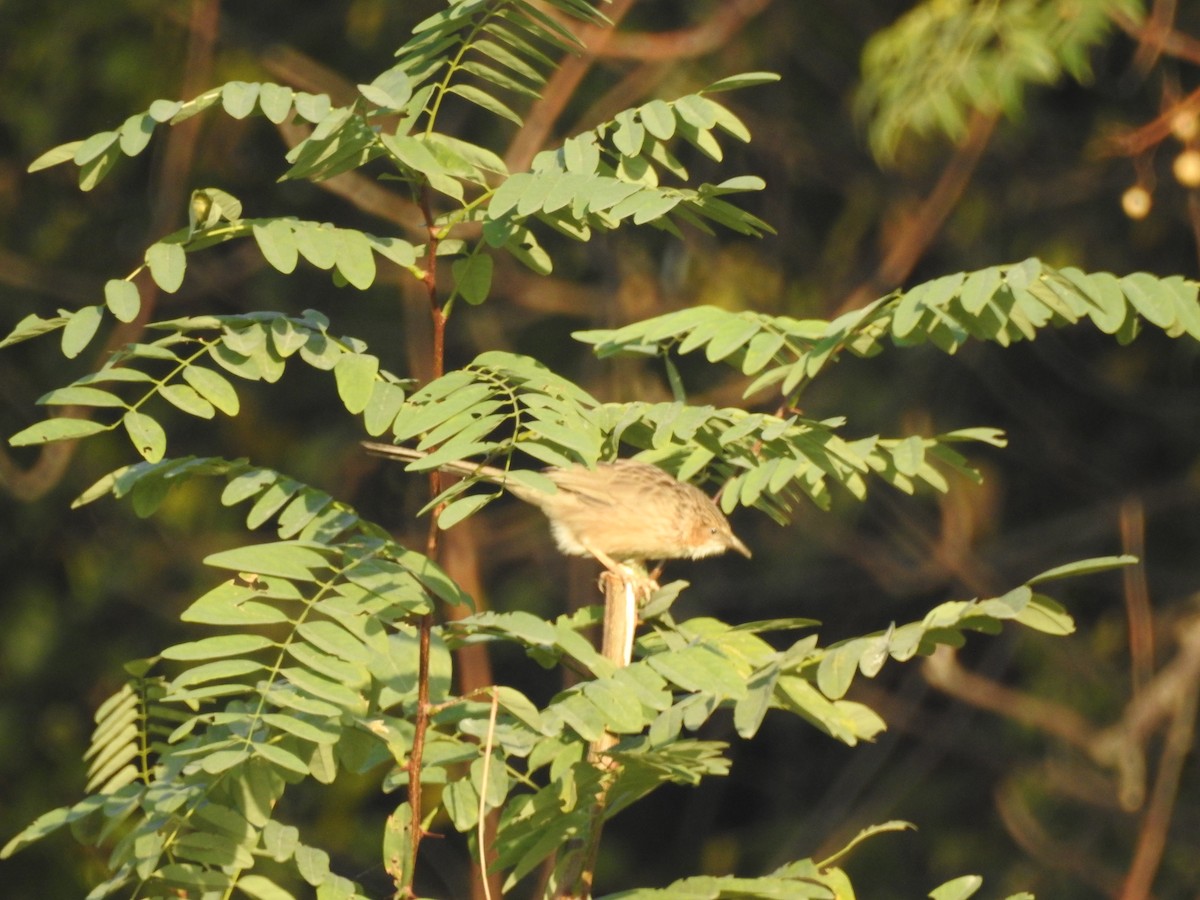 スジカブリヤブチメドリ - ML644149096
