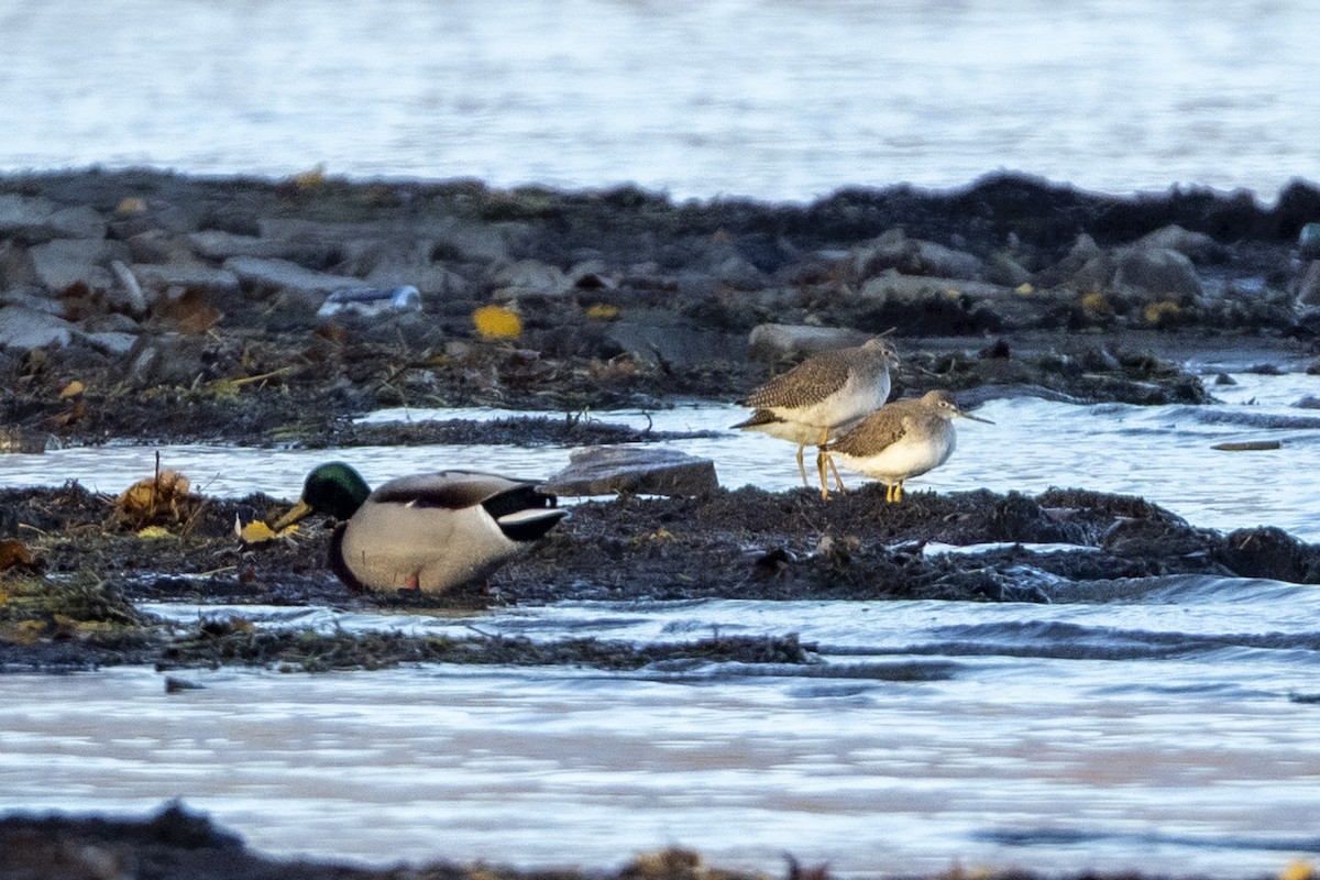 Greater Yellowlegs - ML644149098