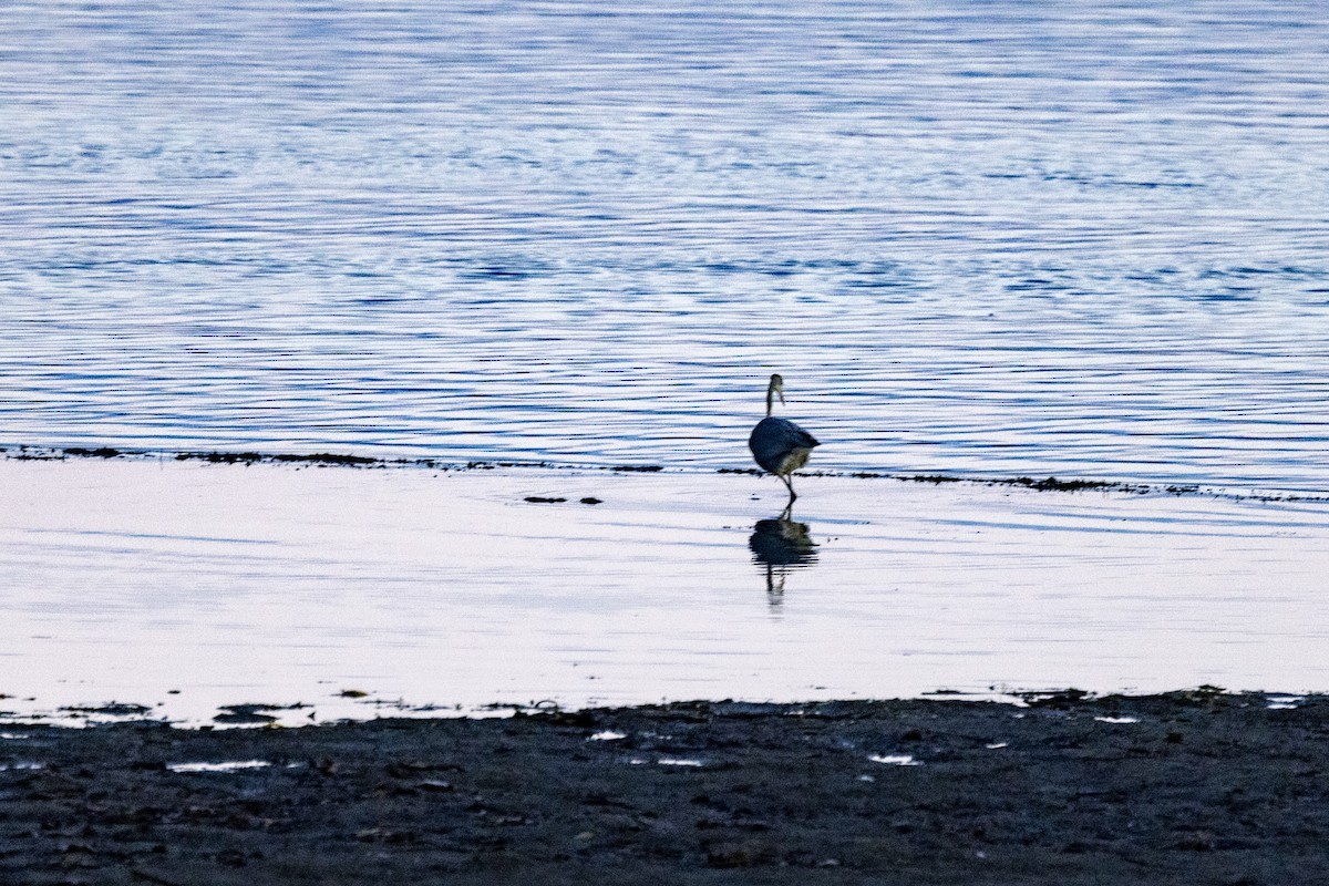 Great Blue Heron - ML644149102