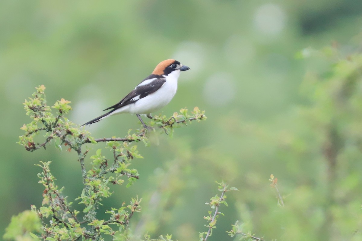 Woodchat Shrike - ML644149103