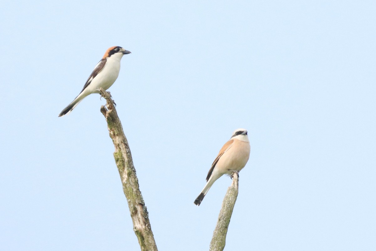 Woodchat Shrike - ML644149104