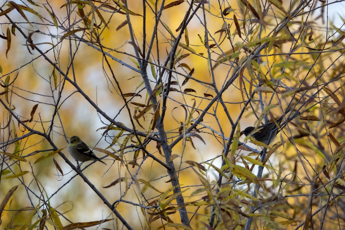 American Goldfinch - ML644149111