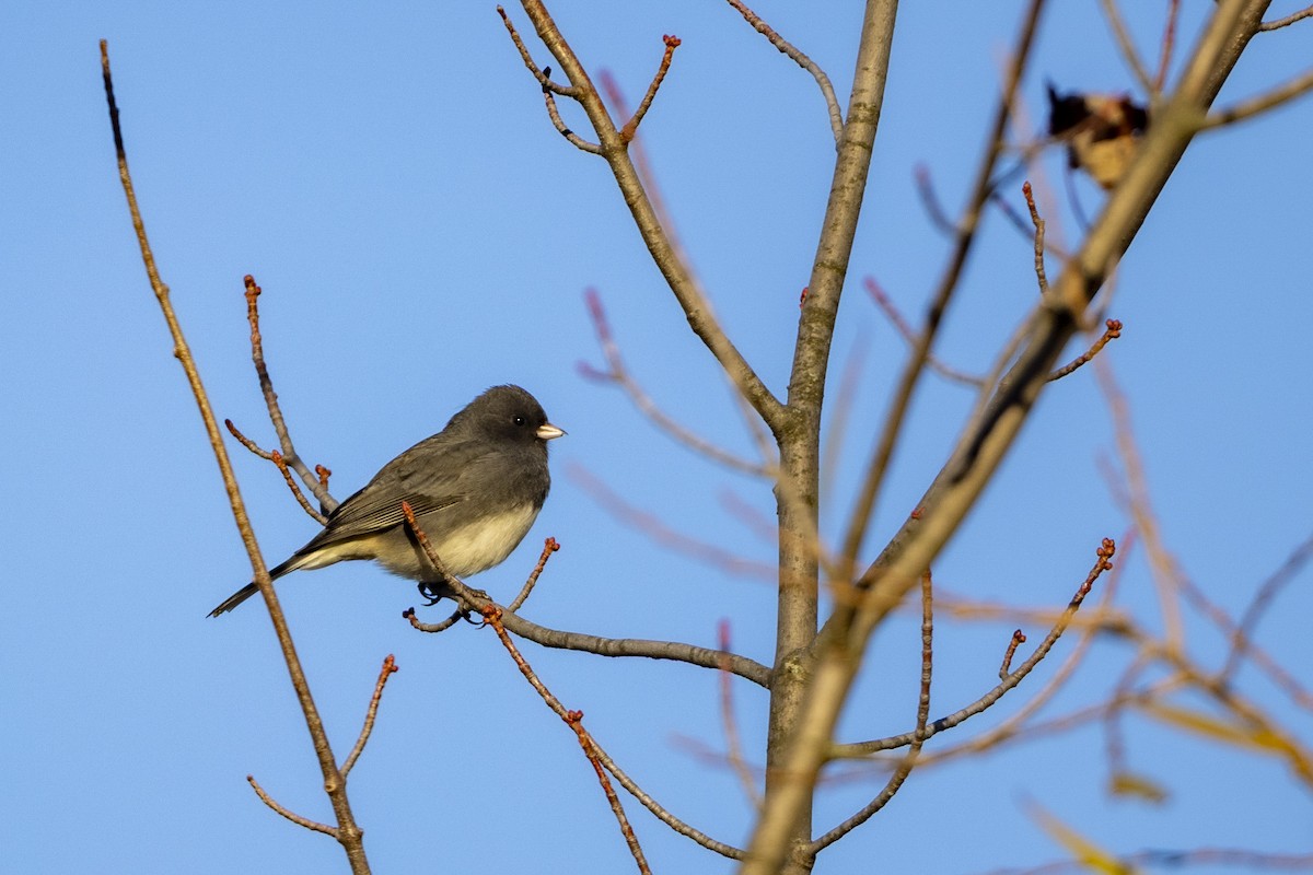 Dark-eyed Junco - ML644149112