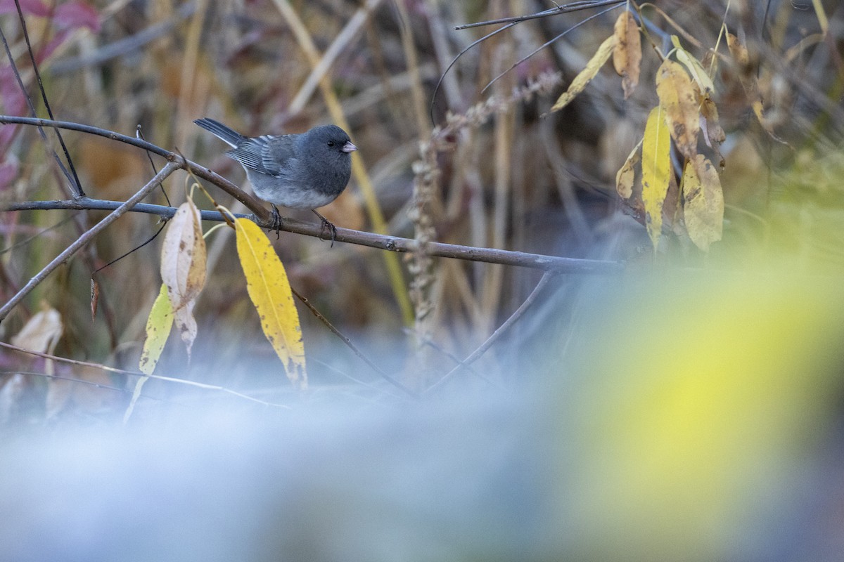 Dark-eyed Junco - ML644149113