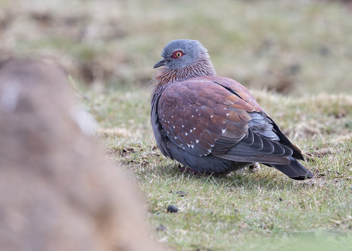 Speckled Pigeon - ML644149127