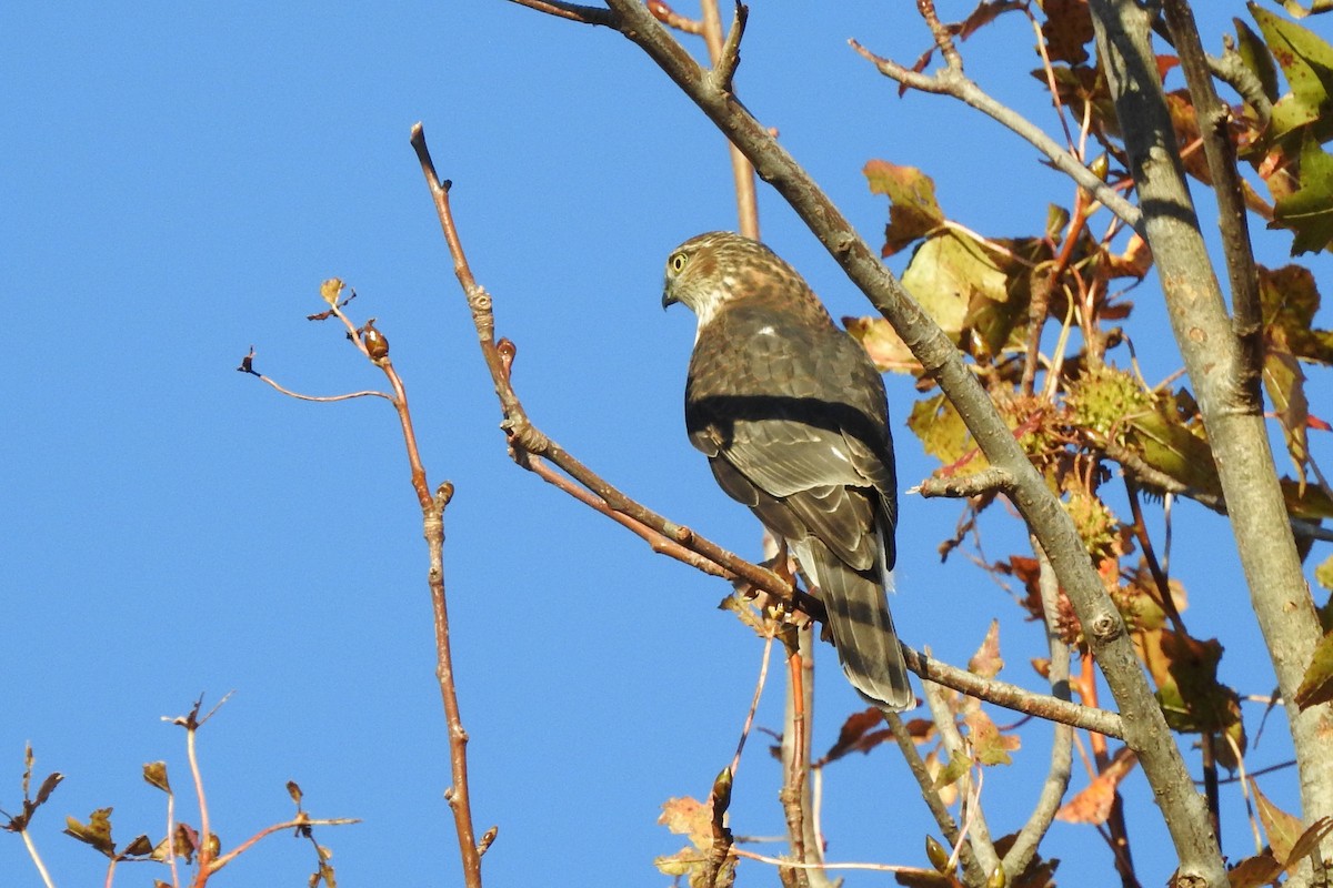 Sharp-shinned Hawk - ML644149128