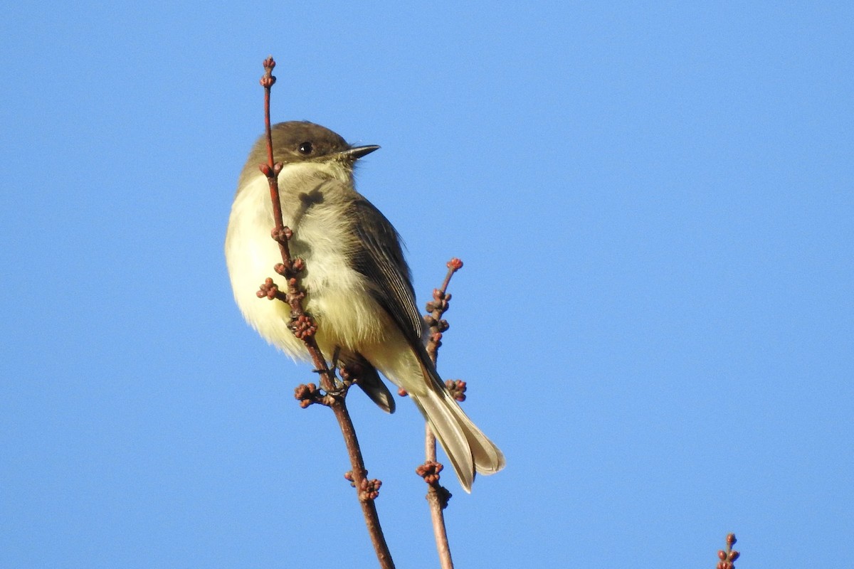 Eastern Phoebe - ML644149133