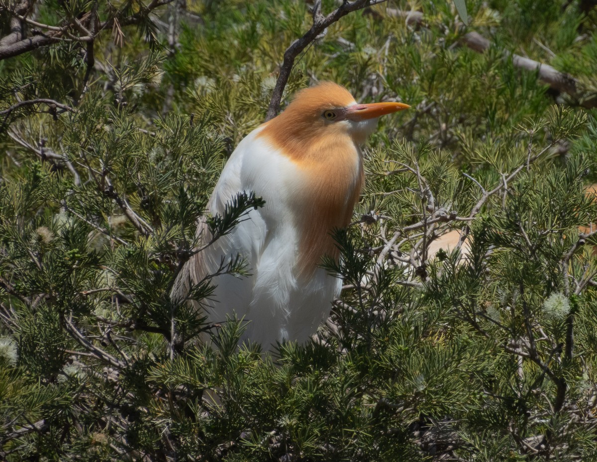 黃頭鷺 - ML644149135